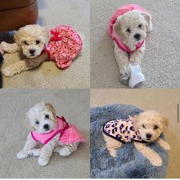 Cockapoo All Grown Up from Puppie Poos 4 U