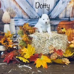 Pomsky Puppies from Oceanway Pomskies
