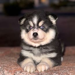 Knight - Black and white male Pomsky puppy in Mesa, Arizona from Platinum Pomskies