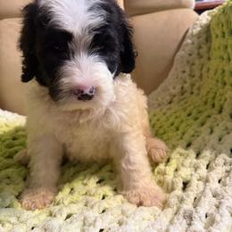 Socks - Black and white male Sheepadoodle puppy in Chesapeake, Virginia from Doodle-Cove