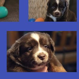 Miniature Australian Shepherds from AMY DRAKE