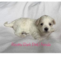 Ricotta - Cream female Shichon puppy in De Pere, Wisconsin from Kinzor Kennels