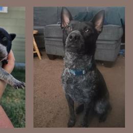 Australian Cattle Dog All Grown Up from Blue Steel Cattle dogs
