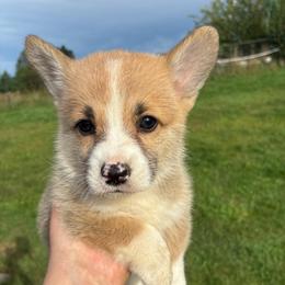 Spock - Red male Pembroke Welsh Corgi puppy in Delton, Michigan from CorGizmo