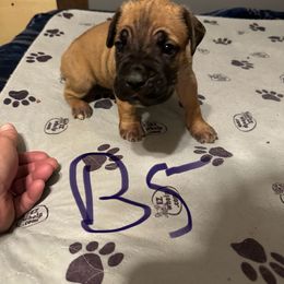 Boy 5 - Fawn male Cane Corso puppy in Niota, Tennessee from DTM Cane Corso
