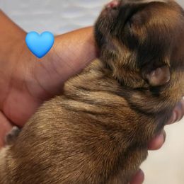Gus - Brindle male Shih Tzu puppy in Kernersville, North Carolina from SweetTee's Shih Tzus LLC