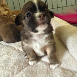 Buhita - Black sabled fawn female Chihuahua puppy in Yamhill, Oregon from Diamond Dog Chihuahuas