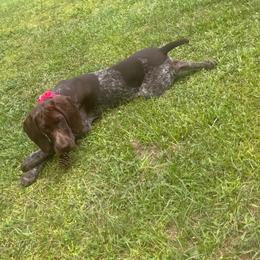 Teal collar female - Liver female German Shorthaired Pointer puppy in Rincon, Georgia from South Creek Kennels / SCK Gun Dogs