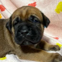 Navy Collar N - Fawn male Cane Corso puppy in Paris, Texas from Knucklehead Cane Corso