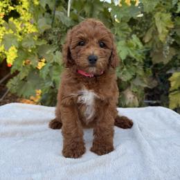 Pink - Red  female Goldendoodle puppy in Citrus Heights, California from Tanya's Goldendoodles