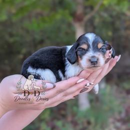 Leonardo - Black and tan male Dachshund puppy in Bremen, Georgia from Doodles & Doxies