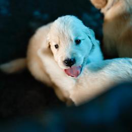 Rumi - Golden female Golden Retriever puppy in Murfreesboro, Tennessee from ATW Retrievers