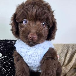 Hershey - Brown and white male Aussiedoodle puppy in Haleyville, Alabama from The Cuddly Dood Ranch