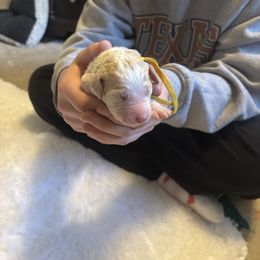 Sugar Cookie - Parti female Goldendoodle puppy in Arlington, Texas from Chambers Doodle Patch