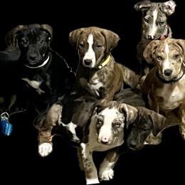 Catahoula Leopard Dog Puppies from Gunslinger Catahoulas