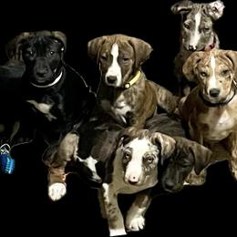 Catahoula Leopard Dog Puppies from Gunslinger Catahoulas