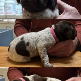Girl 2 - Liver roan female German Shorthaired Pointer puppy in Topeka, Kansas from Autumn Prairie Kennel