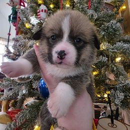Eevee - Red female Pembroke Welsh Corgi puppy in Macon, Georgia from Middle Georgia Saints and Corgis
