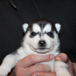 Mew - Black and white female Siberian Husky puppy in Le Sueur, Minnesota from Tevana Siberians LLC