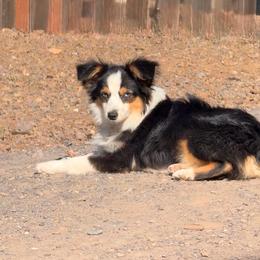 Cosmo - Black tri male Toy Australian Shepherd puppy in North Lakeport, California from Wild Rose Ranch