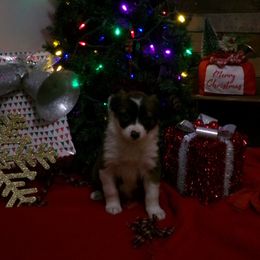 Girl 2 - Sable female Border Collie puppy in Wakeman, Ohio from Sandstone Ridge Kennels