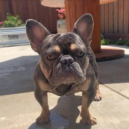 French Bulldogs from CZ1BULLIES