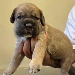Formentino Boy - Fawn male Cane Corso puppy in Compton, California from Urban League Cane Corso