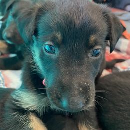 Belgian Malinois and Working Cross Puppies from L G Kennels