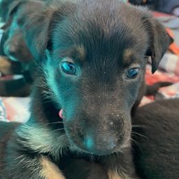 Belgian Malinois and Working Cross Puppies from L G Kennels