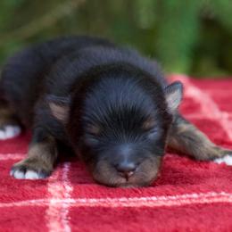 Girl 1 - Black and tan female Pomeranian puppy in Bremen, Indiana from AMS Pomeranians and Pomskies in Indiana