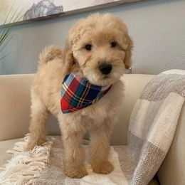 Goldendoodle Puppies from Davidson Poodle & Doodle Farm