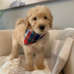 Goldendoodle Puppies from Davidson Poodle & Doodle Farm
