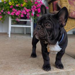 Dexter - Liver male French Bulldog puppy in Fort Atkinson, Wisconsin from Bishop Bullyz