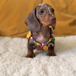 Jagger - Dapple male Dachshund puppy in Calexico, California from The house of Dachshund