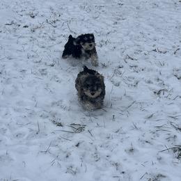 Miniature Schnauzer Puppies from Snowflake Schnauzers