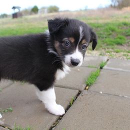 Australian Shepherd and Miniature Australian Shepherd Puppies from Holly Spring Farm Australian Shepherds