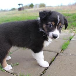 Australian Shepherd and Miniature Australian Shepherd Puppies from Holly Spring Farm Australian Shepherds