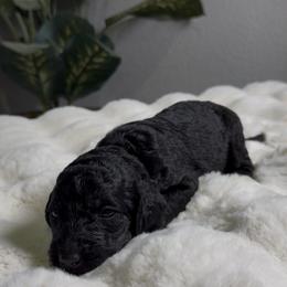 Girl 5 - Black female Goldendoodle puppy in Goodyear, Arizona from AZ Royal Doxies llc