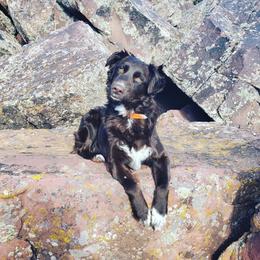 Scarlett - Australian Shepherd