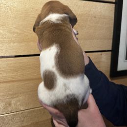 Female 4 - Mahogany and white female Basset Hound puppy in Lindley, New York from Hill Top Basset Hounds & Cane Corso