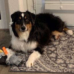Xander - Miniature American Shepherd
