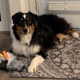 Xander - Miniature American Shepherd