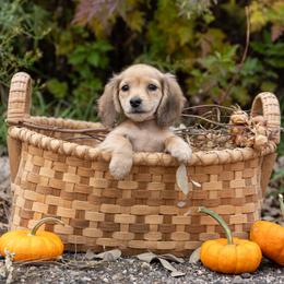 Eeny - Cream female Dachshund puppy in Crystal, Michigan from Mare-bella Dachshunds