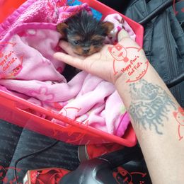 Bulldog and Yorkshire Terrier Puppies from Happy Paw's And Tail's