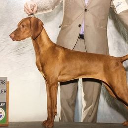 Nadia - Vizsla