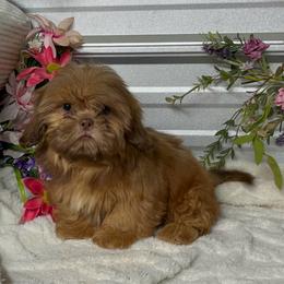 AKC Maya Bella - Liver female Shih Tzu puppy in Elgin, South Carolina from Silver Bells Paw Prints
