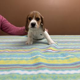 Kringle - Black tan and white male Beagle puppy in St. Cloud, Minnesota from Beagle Blessings