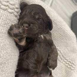 Cockapoo Puppies from Doodle Corner