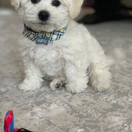 Bichon Frise and Great Dane Puppies from Wendy Whittle