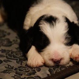 Goldendoodle and Sheepadoodle Puppies from The Farms Precious Doodles